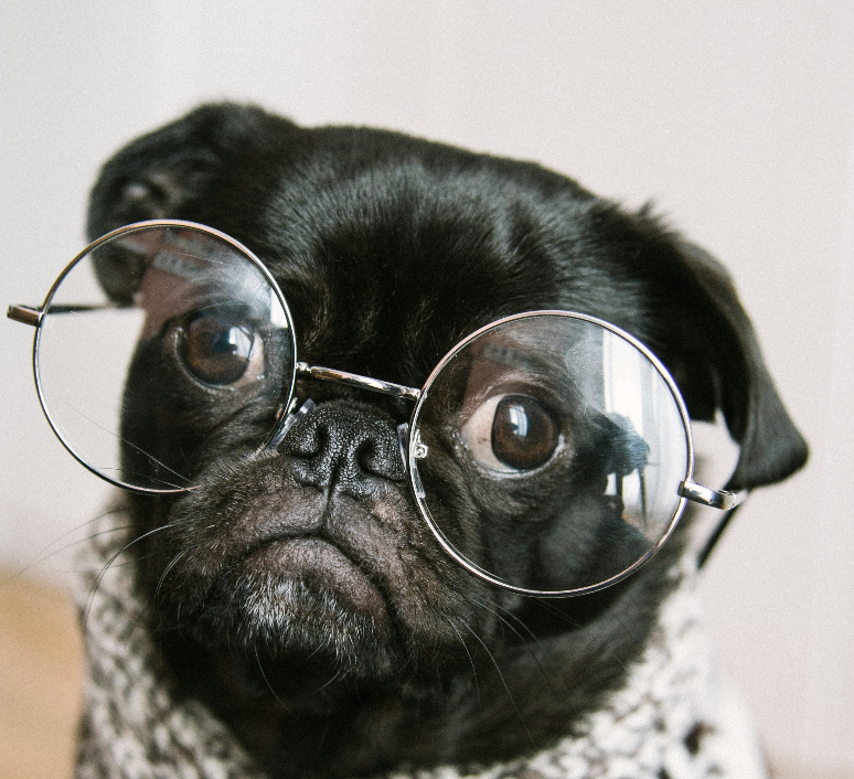 Bouldog noir qui porte des lunettes